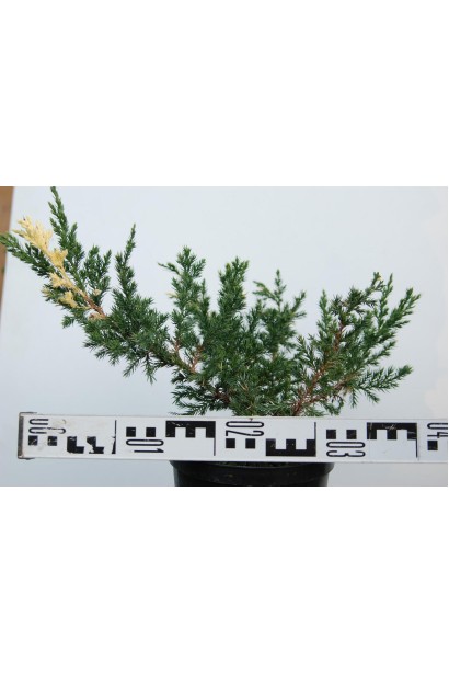 Ялівець Expansa Variegata