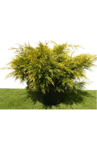 Ялівець із золотистим кольором хвої