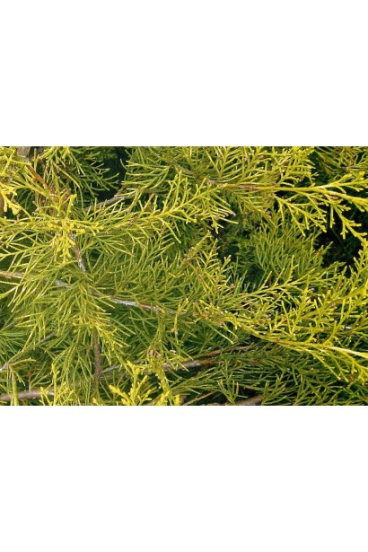 Ялівець китайський Курівао Голд - золотисто-зелена хвоя