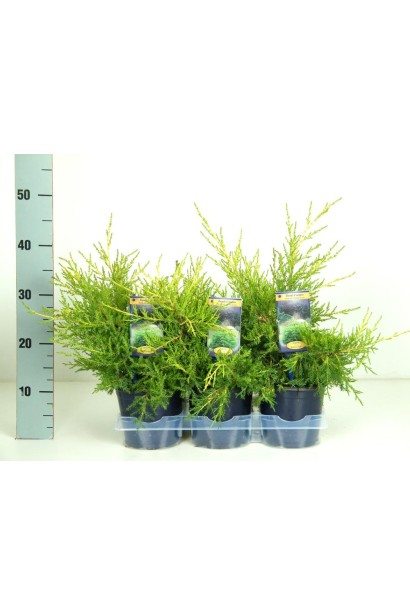 Juniperus chinensis Kuriwao Gold
