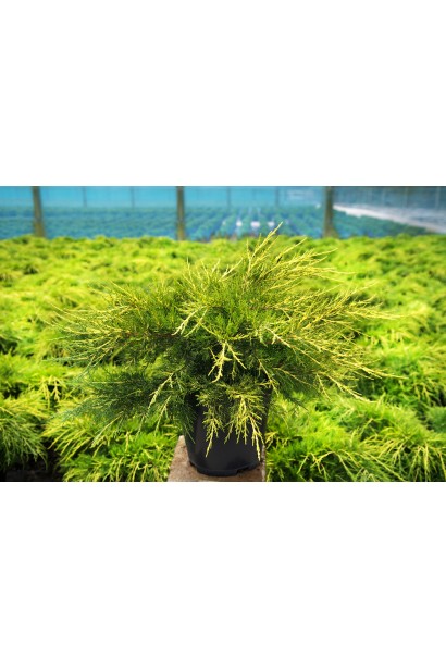 Ялівець жовтий Курівао Голд