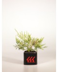 Можжевельник китайский Куривао Голд | Ялівець китайський Курівао Голд | Juniperus chinensis Kuriwao Gold