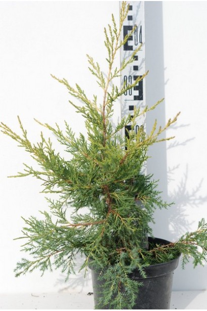 Ялівець Курівао Голд в горщику 3 л, висота 30-40 см