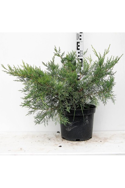 Ялівець китайський Курівао Голд - контейнер 5 л, висота 30-40 см