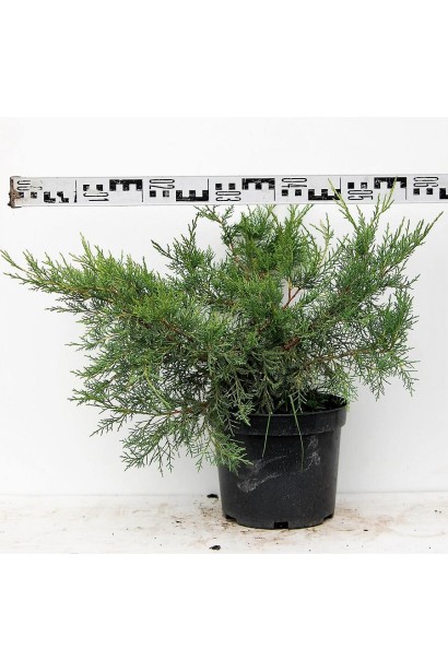 Ялівець китайський Курівао Голд - контейнер 5 л, діаметр 50-60 см