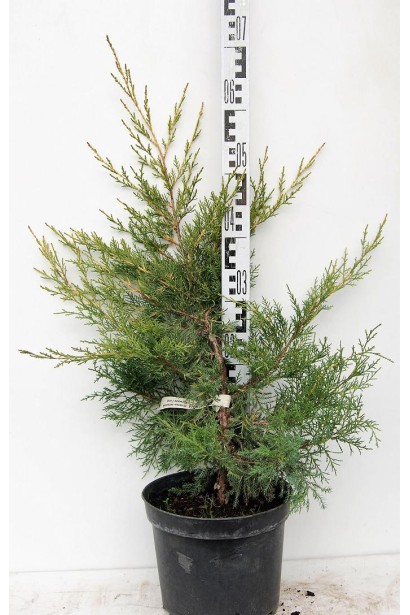 Ялівець Курівао Голд - контейнер 5 л, висота 50-70 см