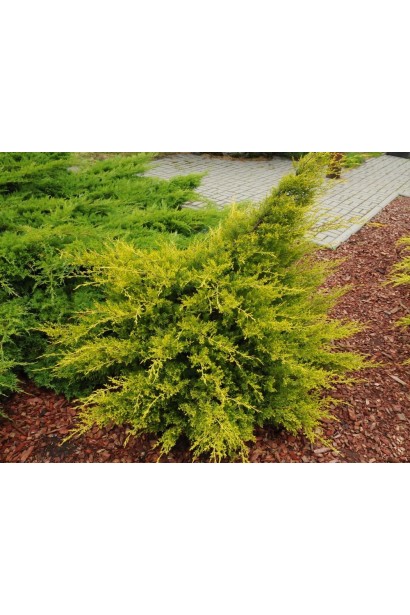 Ялівець китайський Курівао Голд в ландшафті