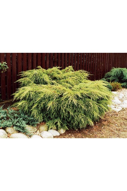 Ялівець китайський Курівао Голд