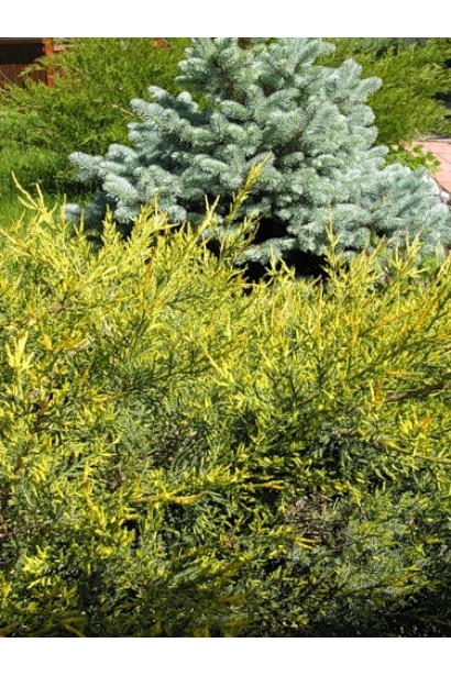 Ялівець Курівао Голд на фоні блакитної ялини