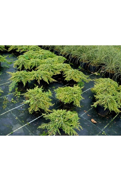 Ялівець сланкий Репанда - саджанці в садовому центрі
