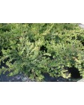 Можжевельник обыкновенный Репанда | Ялівець звичайний Репанда | Juniperus communis Repanda