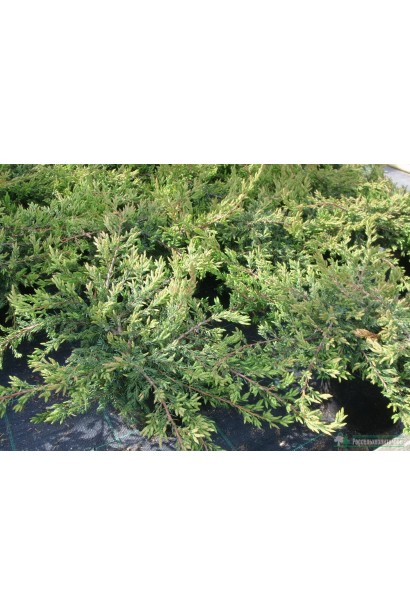 Ялівець Репанда - повільноростучий сланкий сорт