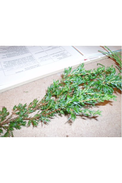 Ялівець звичайний Репанда - яскраво-зелена хвоя зі сріблястими смужками