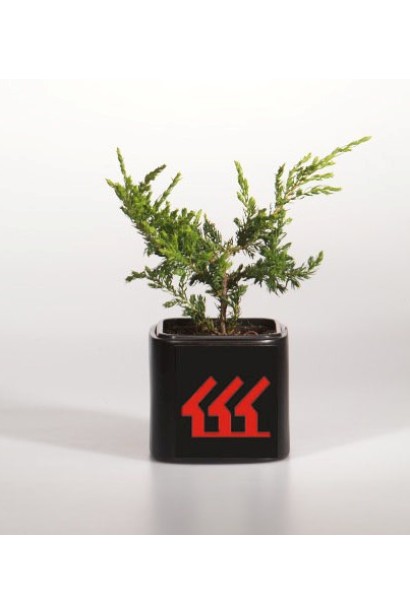 Ялівець звичайний Репанда саджанець Р9