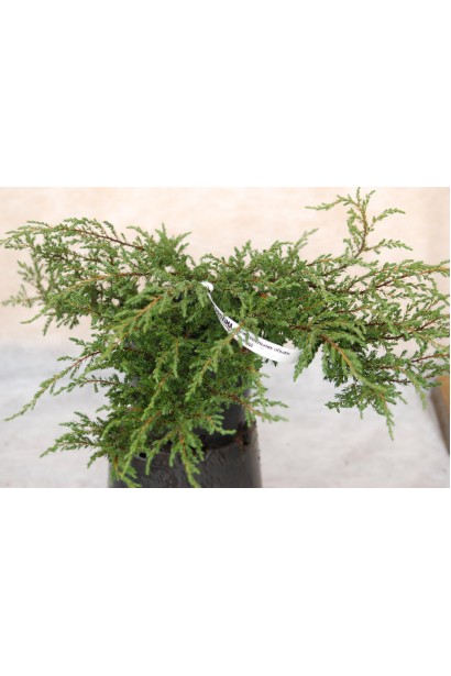 Juniperus communis Repanda