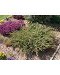 Ялівець звичайний Репанда | Можжевельник обыкновенный Репанда | Juniperus communis Repanda
