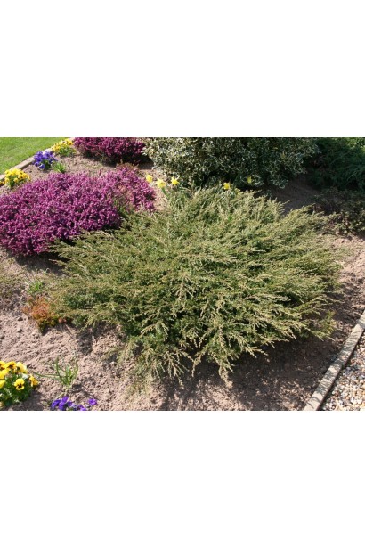 Ялівець звичайний Репанда