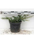 Можжевельник обыкновенный Репанда | Ялівець звичайний Репанда | Juniperus communis Repanda