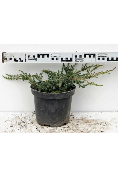 Ялівець звичайний Repanda