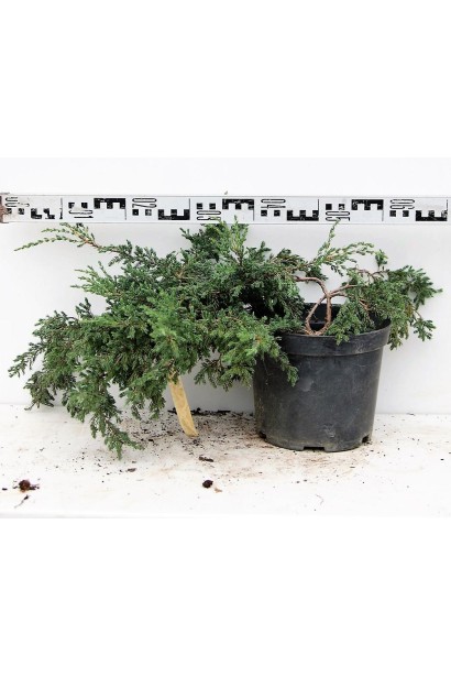 Ялівець звичайний Репанда діаметр крони 60-70 см