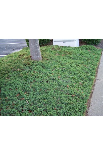  Juniperus conferta Blue Pacific