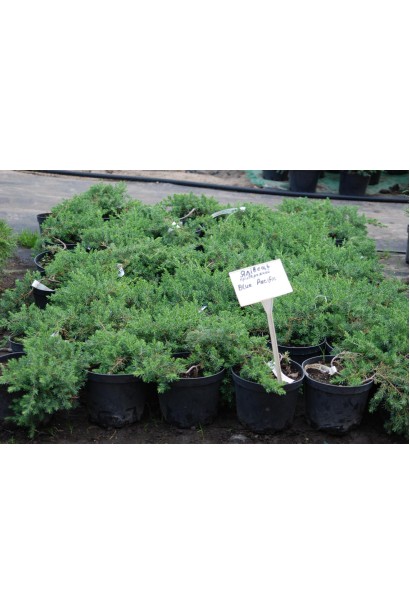 Саджанці ялівця Blue Pacific в садовому центрі