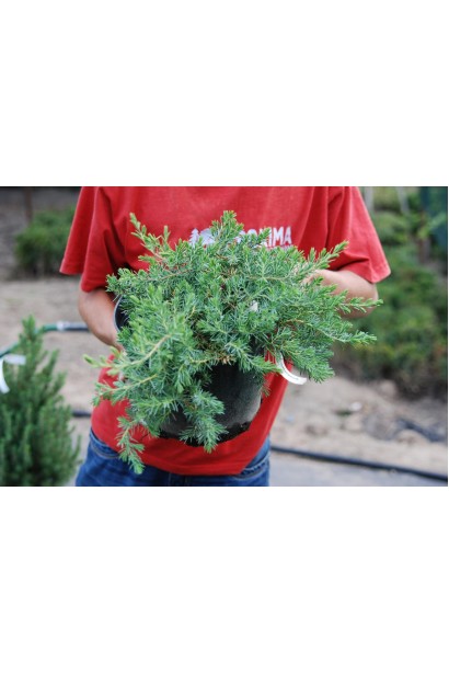 Ялівець сланкий Блю Пасіфік  в контейнері 3 л