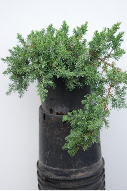 Ялівець Блю Пасіфік в горщику 5 л