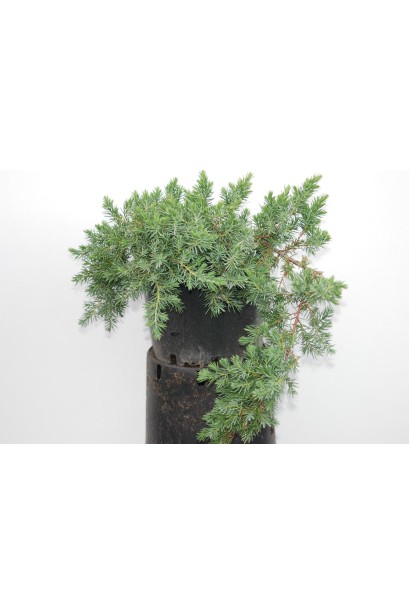 Ялівець Блу Пасіфік - саджанець в контейнері