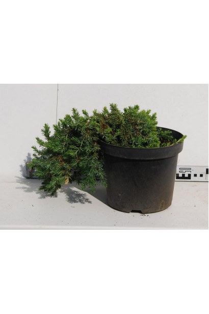 Ялівець Blue Pacific в горщику