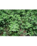 Ялівець береговий Блю Пасіфік | Можжевельник прибрежный Блю Пасифик | Juniperus conferta Blue Pacific