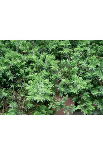 Ялівець береговий Блю Пасіфік колюча блакитно-зелена хвоя