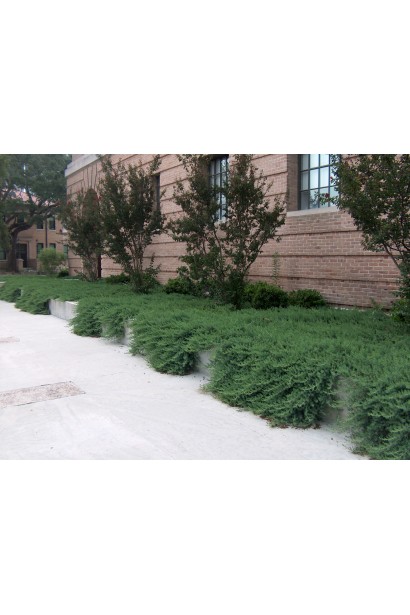 Ялівець береговий Блю Пасіфік - зелений живий килим