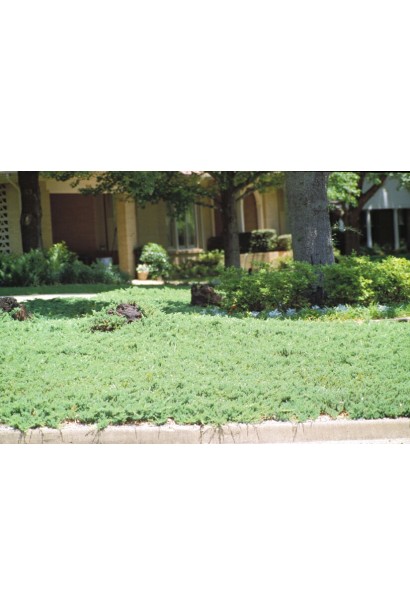 Ялівець сланкий Блю Пасіфік - застосування в ландшафті