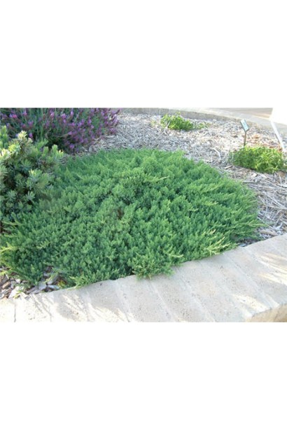 Ялівець Блю Пасифік - карликовий хвойний кущ зі сланкими пагонами