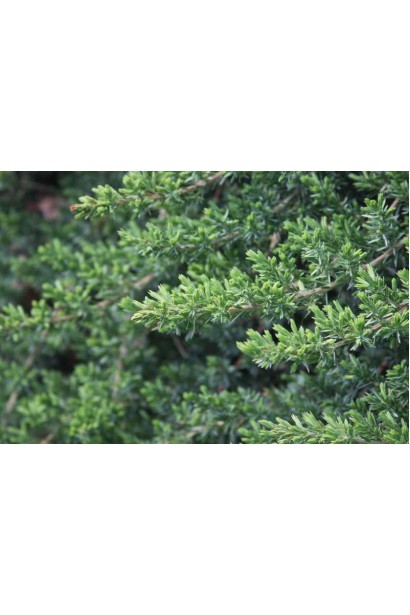 Колюча блакитно-зелена хвоя Ялівцю Блю Пасіфік