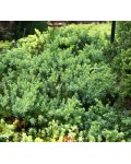 Можжевельник прибрежный Блю Пасифик | Ялівець береговий Блю Пасіфік | Juniperus conferta Blue Pacific