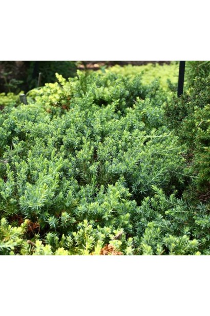 Блакитний тихоокеанський ялівець Блу Пасифік