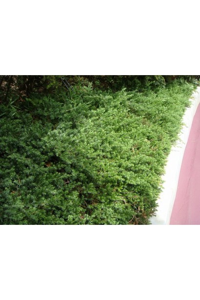 Ялівець грунтопокривний Блю Пасіфік