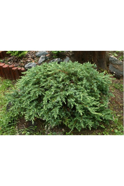 Ялівець береговий Шлягер - розкидистий кущ зі сланкими пагонами