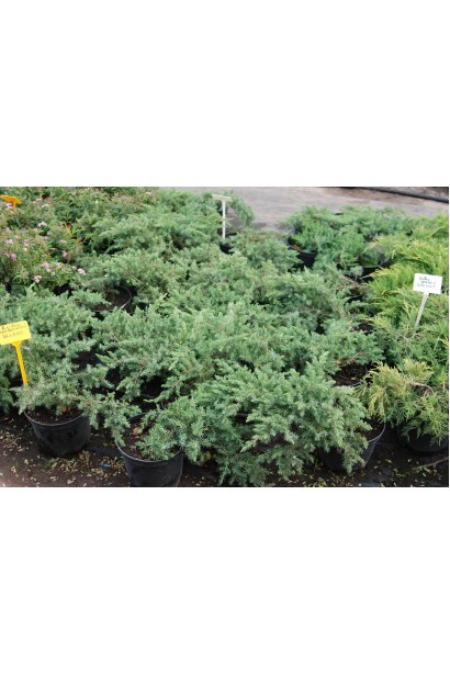 Саджанці ялівцю Шлягер в садовому центрі