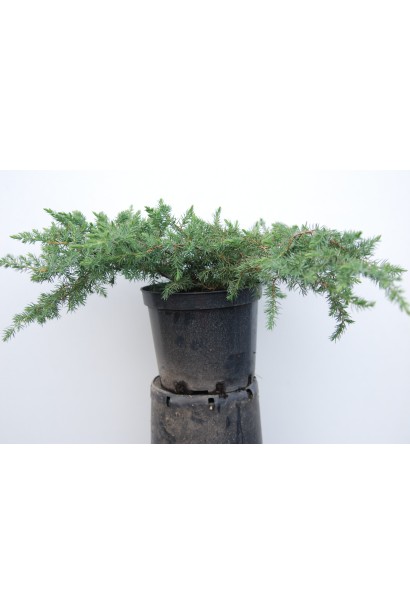 Ялівець береговий Шлягер