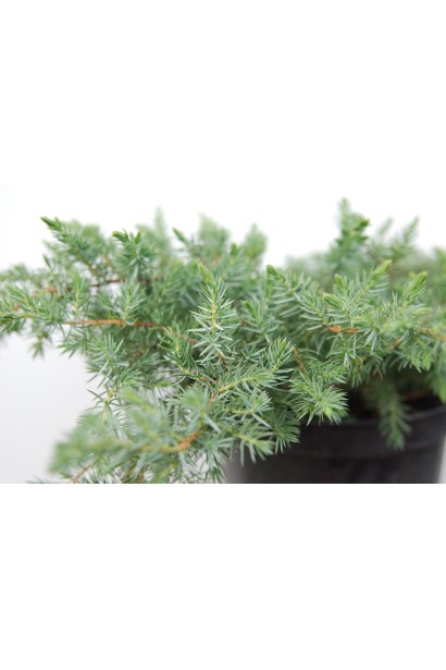 Ялівець карликовий Шлягер