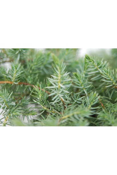 Ялівець береговий Шлягер - темно-зелена хвоя з блакитною смужкою зверху
