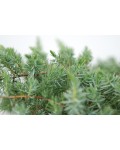 Ялівець береговий Шлягер / Шлагер | Можжевельник прибрежный Шлягер / Шлагер | Juniperus conferta Schlager