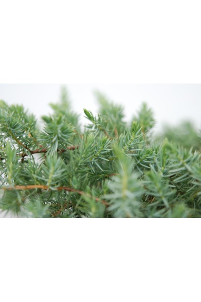 Ялівець Шлягер - довгі хвоїнки 