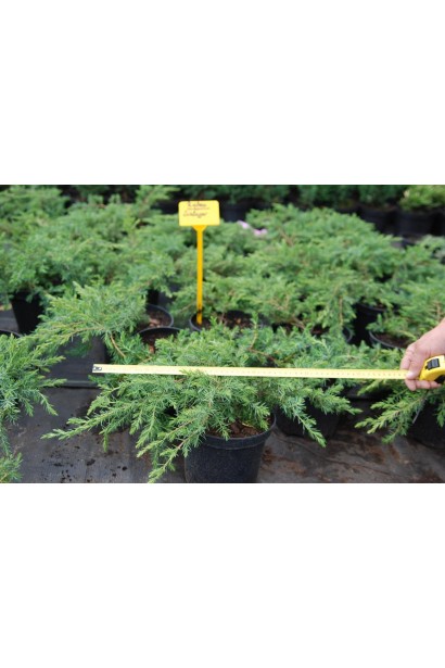 Ялівець береговий Шлагер - саджанець в горщику