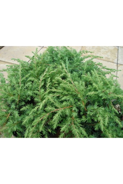 Juniperus conferta Schlager