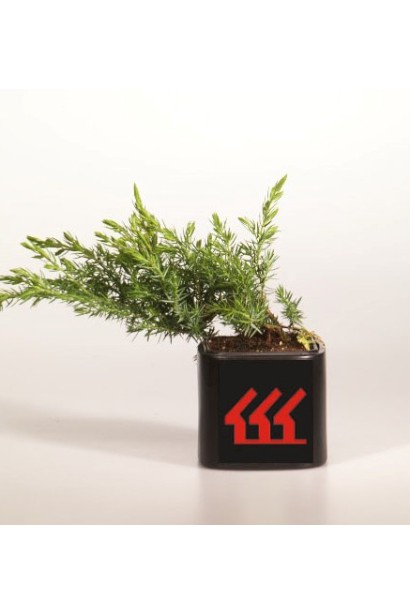 Ялівець береговий Шлягер контейнер Р9