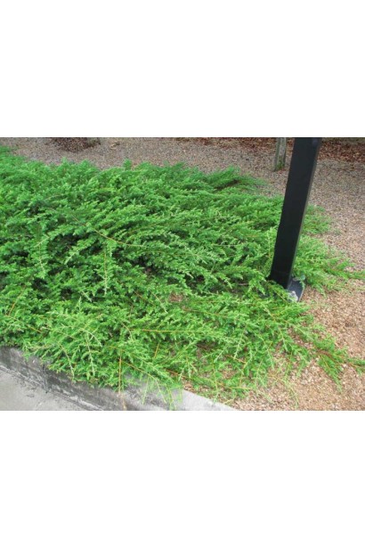 Ялівець береговий Schlager - зелений живий килим